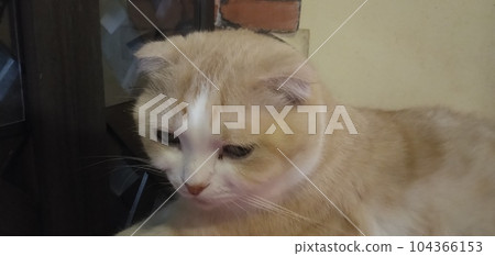 一隻貓 一隻貓 104366153