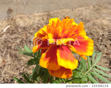 Flowers Flowers 104366158