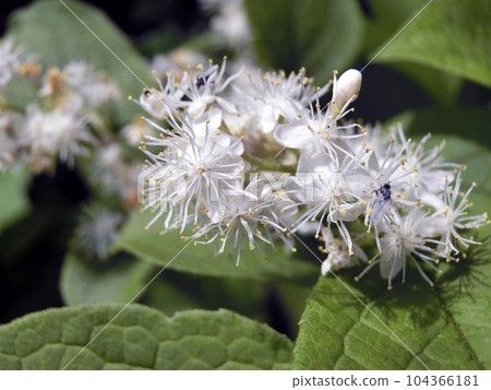 Sawafugi (Higashinaruse Village, Sukawa Marsh, 6/20) 104366181