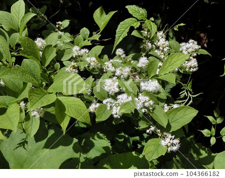 Sawafugi (Higashinaruse Village, Sukawa Marsh, 6/20) 104366182