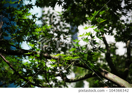 Fresh green Fresh green 104366342