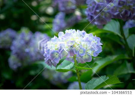 六甲山神戶市樹木園盛開的繡球花 104366553