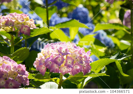 六甲山神戶市樹木園盛開的繡球花 104366571