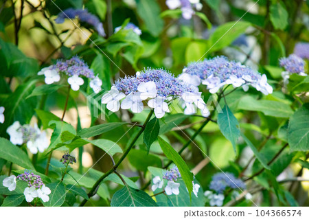 Hydrangea in full bloom at Kobe Municipal Arboretum on Mt. Rokko 104366574