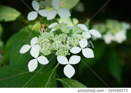Hydrangea (Amagia macha) in full bloom at Kobe Municipal Arboretum on Mt. Rokko 104366575