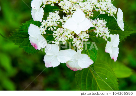Hydrangea in full bloom at Kobe Municipal Arboretum on Mt. Rokko Hydrangea in full bloom at Kobe Municipal Arboretum on Mt. Rokko 104366590