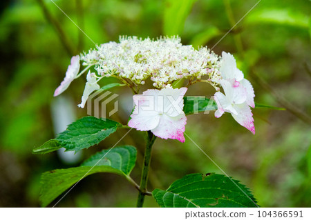 Hydrangea in full bloom at Kobe Municipal Arboretum on Mt. Rokko 104366591