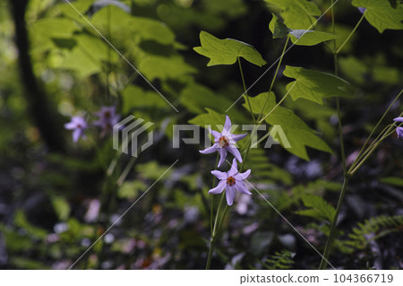 Togakushi Shishuma Togakushi Shishuma 104366719