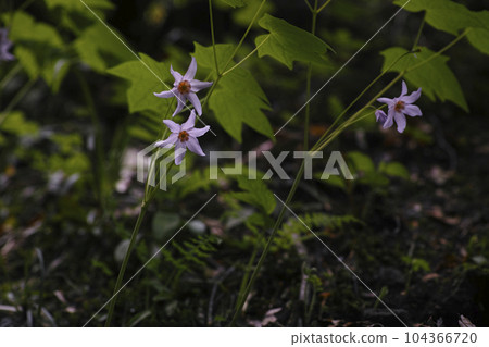 Togakushi Shishuma Togakushi Shishuma 104366720