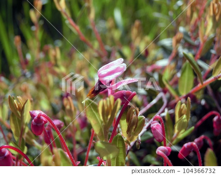 Craneberry (Higashinaruse Village Shirata Manoki Wetlands, 6/20) 104366732