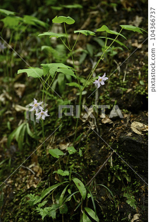 Togakushi Shishuma 104366737