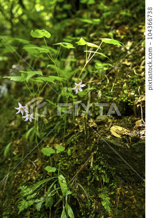 Togakushi Shishuma Togakushi Shishuma 104366738