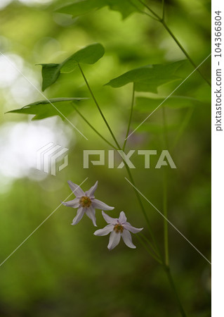 Togakushi Shishuma Togakushi Shishuma 104366804