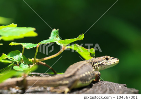 Japanese lizard looking back 104367001