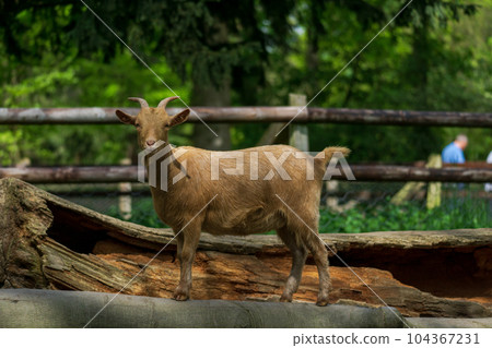 Goat stands on tree trunk and looks at the camera Goat stands on tree trunk and looks at the camera 104367231
