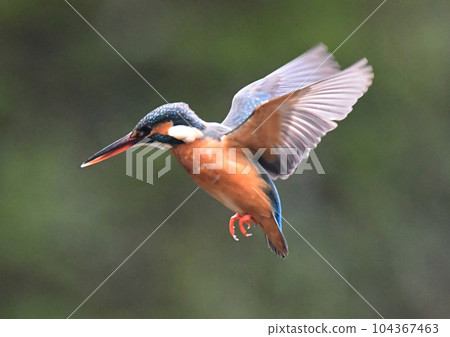 翠鳥徘徊 翠鳥徘徊 104367463
