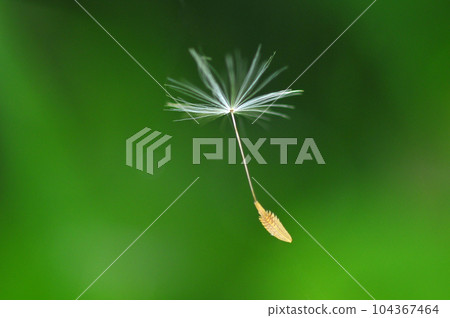 蒲公英孢子出發 蒲公英孢子出發 104367464