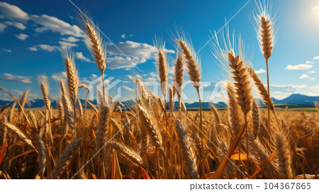 Wheat field, Gold wheat field and blue sky. 104367865