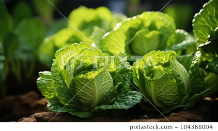 Cabbage growing in garden, Cabbage leaves and head close up, Organic vegetables. 104368004