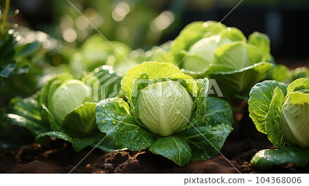 Cabbage growing in garden, Cabbage leaves and head close up, Organic vegetables. Cabbage growing in garden, Cabbage leaves and head close up, Organic vegetables. 104368006