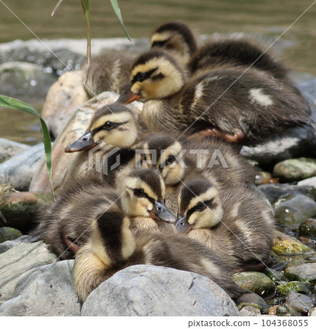 Spot-billed duck chicks snuggle up after drying their wings 104368055