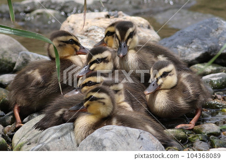Spot-billed duck chicks snuggle up Spot-billed duck chicks snuggle up 104368089