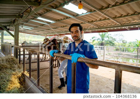 Portrait of veterinarian with blue gloves touch steel rail of cow stable and the owner also check Portrait of veterinarian with blue gloves touch steel rail of cow stable and the owner also check 104368136