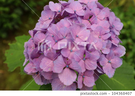 Hydrangea Hydrangea Hydrangea TempleKyoto GardensUji Saigoku Juban San Muroto Temple Hydrangea Hydrangea Hydrangea TempleKyoto GardensUji Saigoku Juban San Muroto Temple 104368407