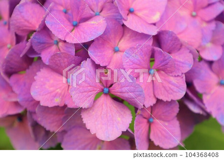 Hydrangea Hydrangea Hydrangea TempleKyoto GardensUji Saigoku Juban San Muroto Temple Hydrangea Hydrangea Hydrangea TempleKyoto GardensUji Saigoku Juban San Muroto Temple 104368408