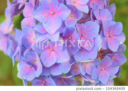 Hydrangea Hydrangea Hydrangea TempleKyoto GardensUji Saigoku Juban San Muroto Temple Hydrangea Hydrangea Hydrangea TempleKyoto GardensUji Saigoku Juban San Muroto Temple 104368409
