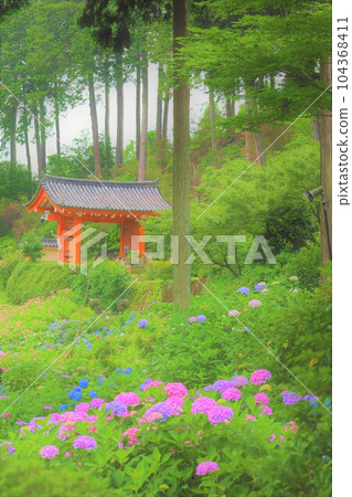 繡球花 繡球花 繡球寺京都庭園宇治西國十番三室戶寺 104368411