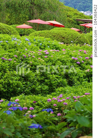 Hydrangea Hydrangea Hydrangea TempleKyoto GardensUji Saigoku Juban San Muroto Temple Hydrangea Hydrangea Hydrangea TempleKyoto GardensUji Saigoku Juban San Muroto Temple 104368422