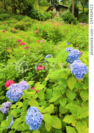 Hydrangea Hydrangea Hydrangea TempleKyoto GardensUji Saigoku Juban San Muroto Temple 104368423