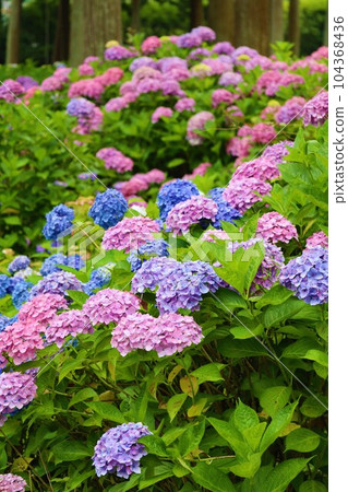 繡球花 繡球花 繡球寺京都庭園宇治西國十番三室戶寺 繡球花 繡球花 繡球寺京都庭園宇治西國十番三室戶寺 104368436