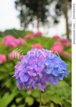 繡球花 繡球花 繡球寺京都庭園宇治西國十番三室戶寺 繡球花 繡球花 繡球寺京都庭園宇治西國十番三室戶寺 104368450