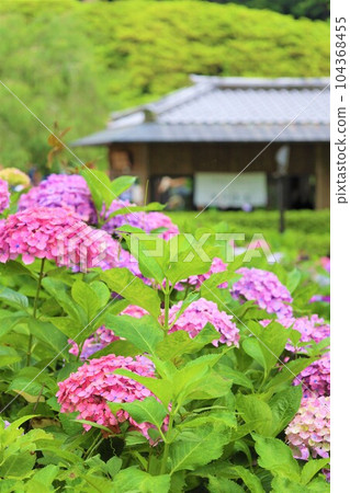 Hydrangea Hydrangea Hydrangea TempleKyoto GardensUji Saigoku Juban San Muroto Temple Hydrangea Hydrangea Hydrangea TempleKyoto GardensUji Saigoku Juban San Muroto Temple 104368455