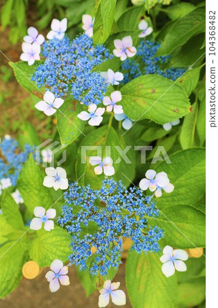 繡球花 繡球花 繡球寺京都庭園宇治西國十番三室戶寺 繡球花 繡球花 繡球寺京都庭園宇治西國十番三室戶寺 104368482