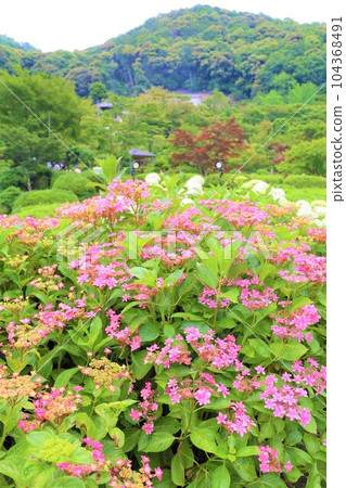 繡球花 繡球花 繡球寺京都庭園宇治西國十番三室戶寺 繡球花 繡球花 繡球寺京都庭園宇治西國十番三室戶寺 104368491