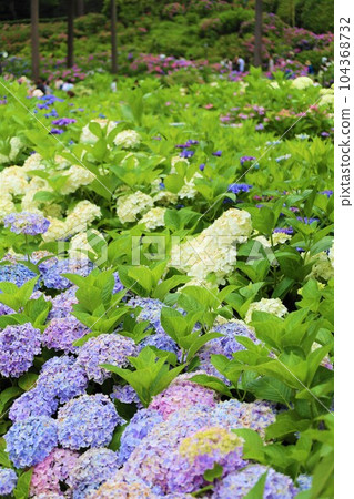 繡球花 繡球花 繡球寺京都庭園宇治西國十番三室戶寺 104368732