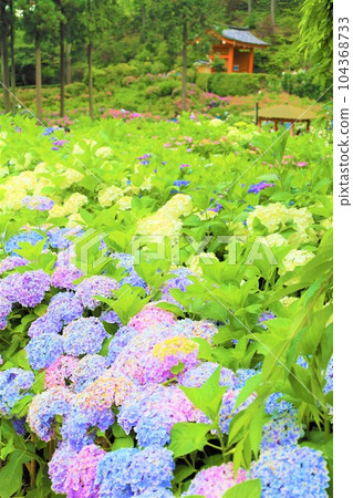 繡球花 繡球花 繡球寺京都庭園宇治西國十番三室戶寺 104368733
