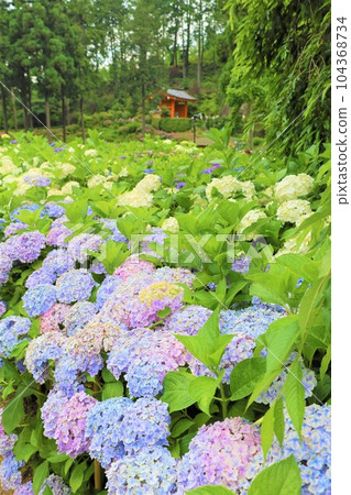 繡球花 繡球花 繡球寺京都庭園宇治西國十番三室戶寺 繡球花 繡球花 繡球寺京都庭園宇治西國十番三室戶寺 104368734