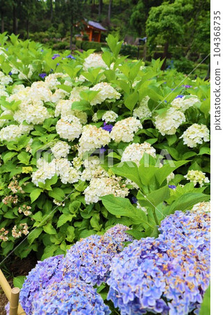 繡球花 繡球花 繡球寺京都庭園宇治西國十番三室戶寺 104368735