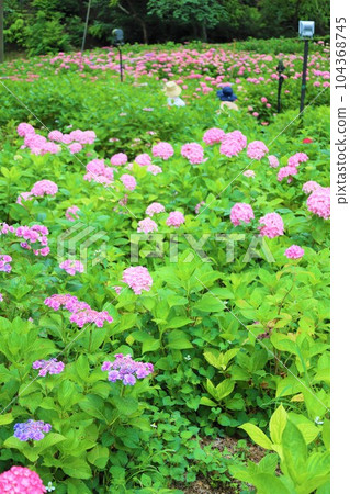 繡球花 繡球花 繡球寺京都庭園宇治西國十番三室戶寺 繡球花 繡球花 繡球寺京都庭園宇治西國十番三室戶寺 104368745