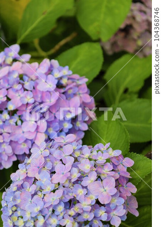 繡球花 繡球花 繡球寺京都庭園宇治西國十番三室戶寺 104368746