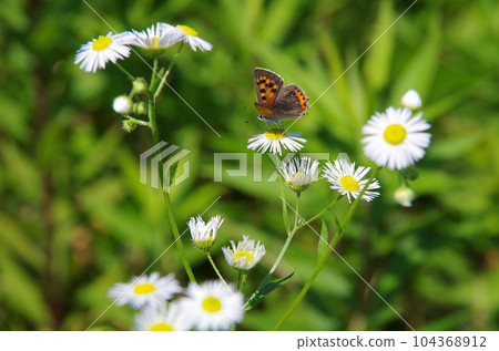 Scenery of butterflies sucking nectar from flowers 104368912