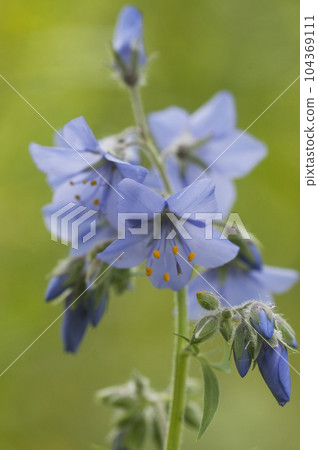 Polemonium caeruleum flowers in a garden. close up shot Polemonium caeruleum flowers in a garden. close up shot 104369111