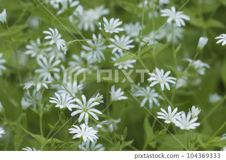 Spring flowers and leaves of Stellaria holostea Spring flowers and leaves of Stellaria holostea 104369333