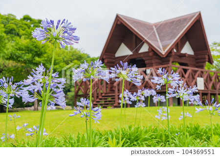 各務原上水公園、百子蓮盛開<岐阜縣各務原市> 104369551