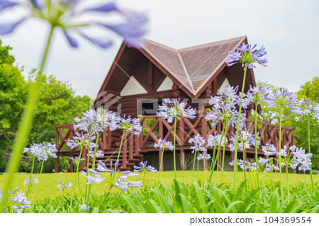 Kakamigahara Josui Park, Agapanthus in full bloom <Kakamigahara City, Gifu Prefecture> Kakamigahara Josui Park, Agapanthus in full bloom <Kakamigahara City, Gifu Prefecture> 104369554