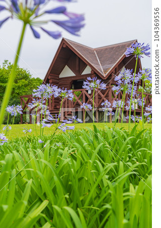 各務原上水公園、百子蓮盛開<岐阜縣各務原市> 各務原上水公園、百子蓮盛開<岐阜縣各務原市> 104369556